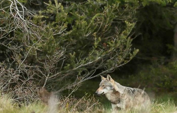 Tras las huellas del lobo en Puy-de-Dôme | Agricultura Macizo central