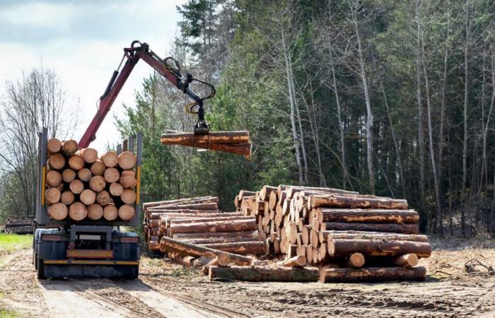 El robo de robles centenarios provoca desolación y enfado entre los propietarios de bosques