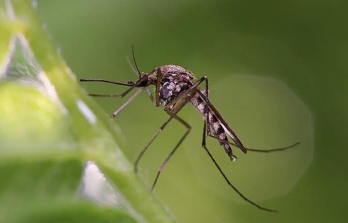 Alerta de malaria en Etiopía: MSF hace sonar la alarma | APAnoticias