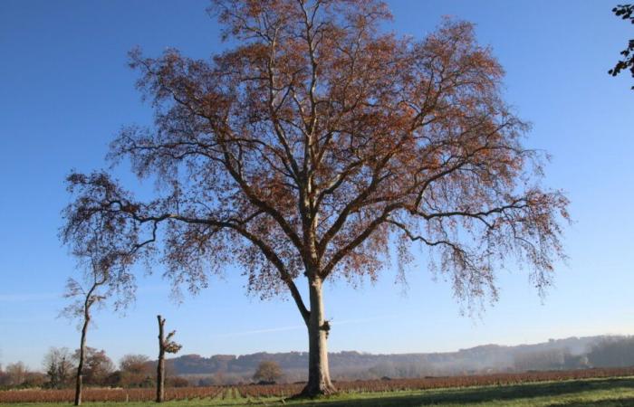 En Gironda, este plátano de 200 años puede abrazar un destino excepcional