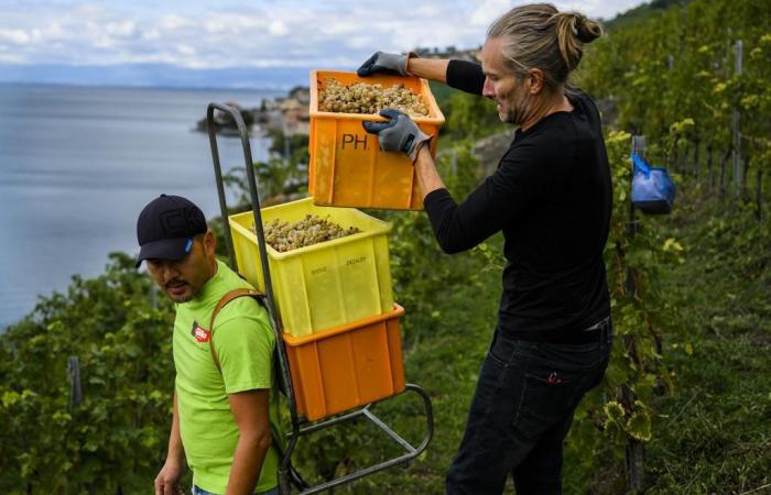 Cosecha: la producción mundial de vino en su nivel más bajo desde 1961