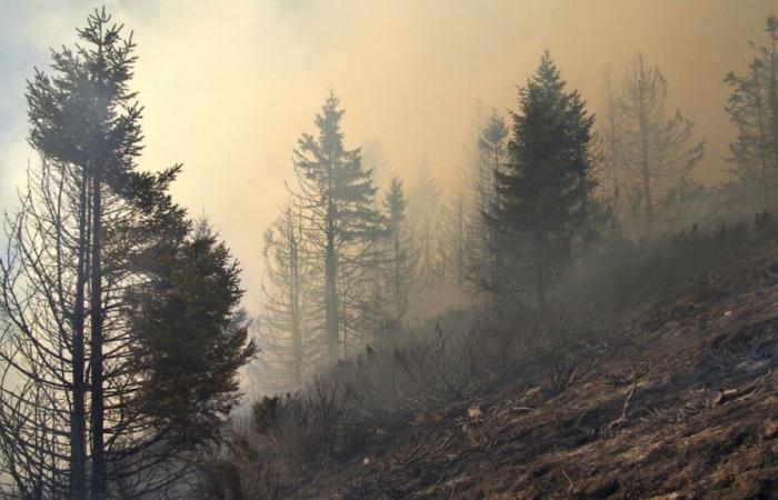 Los incendios forestales son responsables de la muerte de 1,53 millones de personas en todo el mundo, y algunos países se ven especialmente afectados