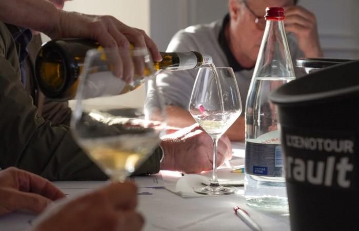 Herault. Las variedades de uva tradicionales de ayer para los vinos del mañana