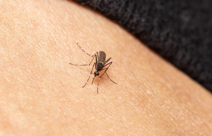 ¿Y si los mosquitos se convirtieran en aliados durante las campañas de vacunación?