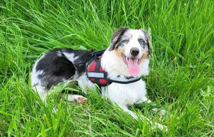 Seis perros murieron envenenados en Loon-Plage