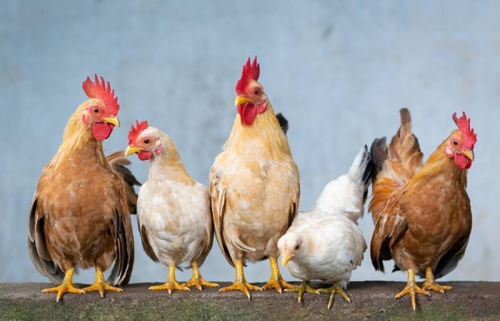 En Europa el pavo sabe a pollo