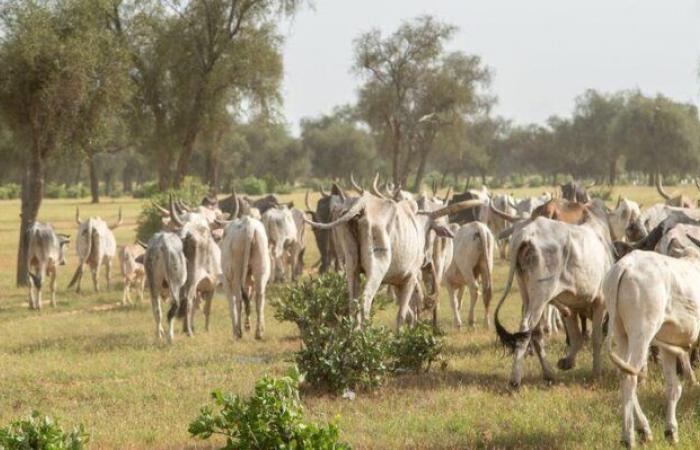 COP16 sobre desertificación: agroecología y pastoreo para combatir la degradación de la tierra