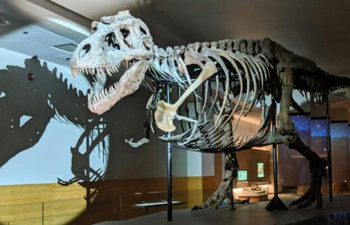 Analizando el vómito de los dinosaurios para entender su conquista del mundo