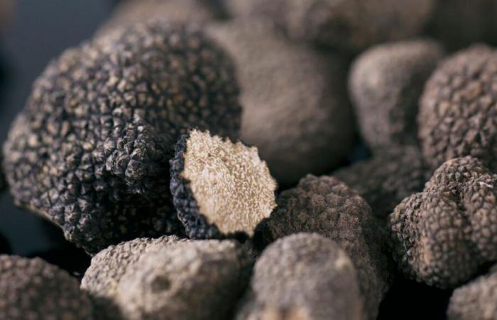 Terre de Truffes: preservar y promover el oro negro del Périgord