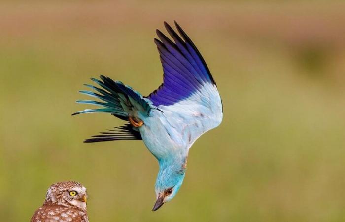 Rana arborícola de ojos dorados, tejón errante… 25 suntuosas fotografías de animales salvajes