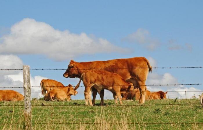 La vaca Oupette será la cara de la próxima feria agrícola