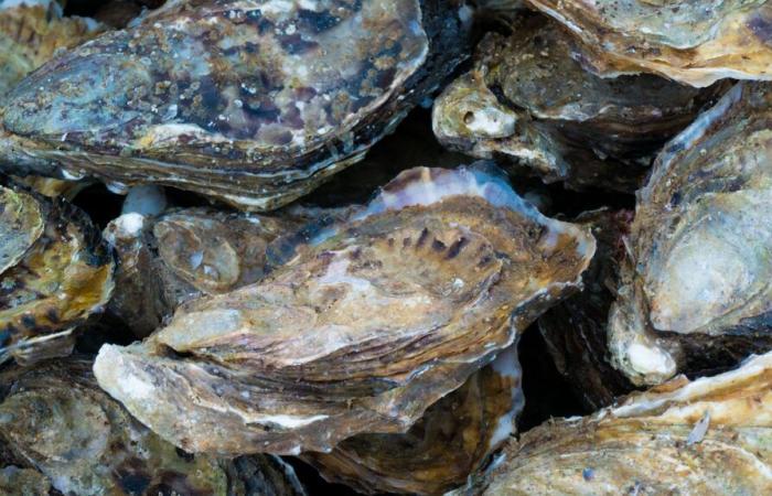 En La Baule, las conchas de marisco se recogen gratuitamente en centros de reciclaje.