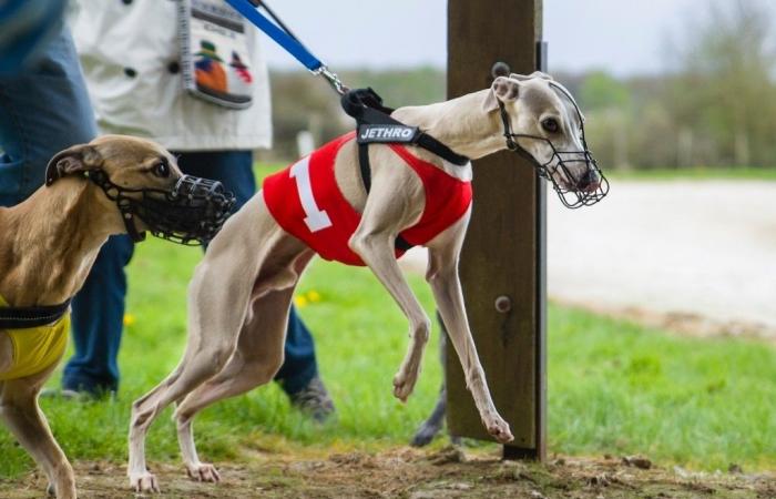 Descubra el último canódromo de Vaucluse, una exposición canina única