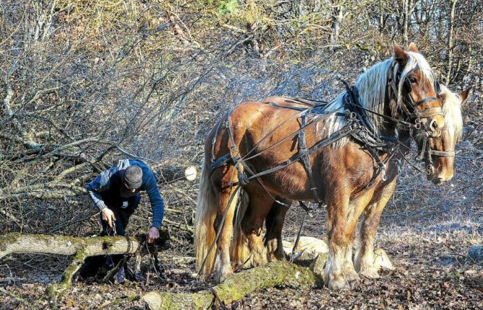 En los bosques de Nièvre, los caballos sustituyen a veces a las máquinas