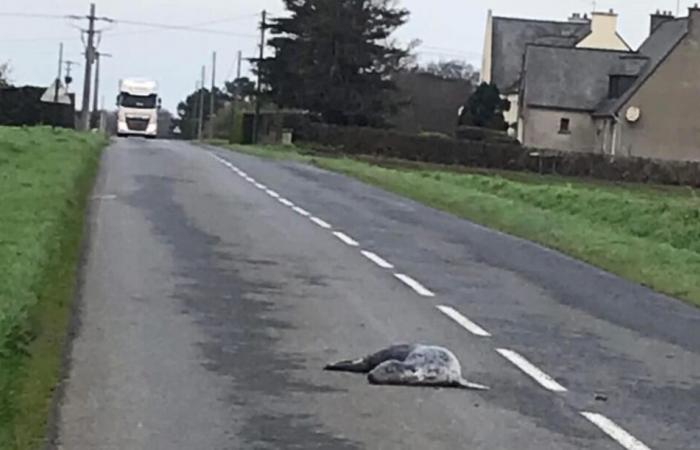 “No sabemos cómo llegó allí”… Encuentran una foca muerta en medio de una carretera