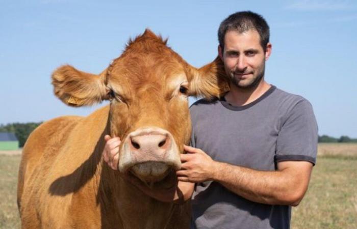 Oupette, la vaca estrella de la próxima edición vendrá con su cría