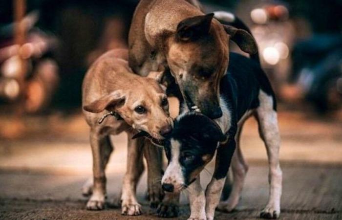 En Luxemburgo: un adolescente fue atacado por perros callejeros al estilo Kinnekswiss