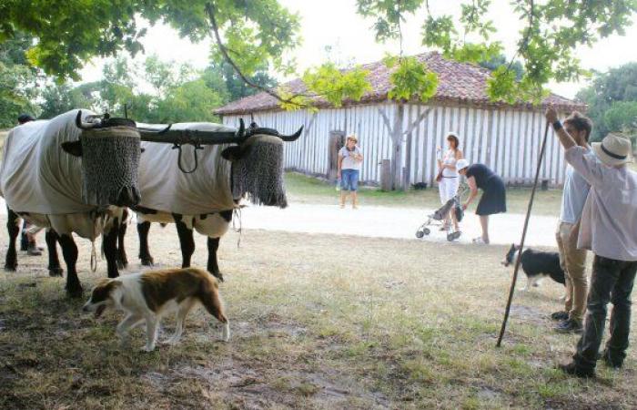 Reclutamiento en el ecomuseo de Marquèze – Le Petit Journal