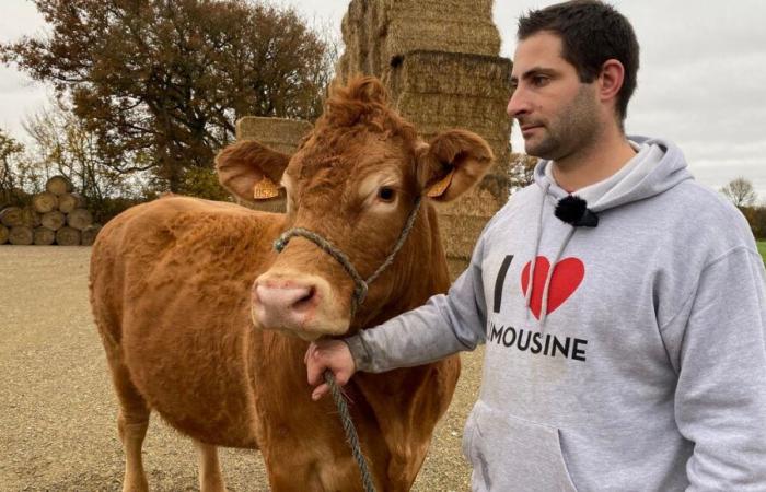 VÍDEO – Oupette, una vaca del Limousin de Viena será la cara del Salón Agrícola 2025