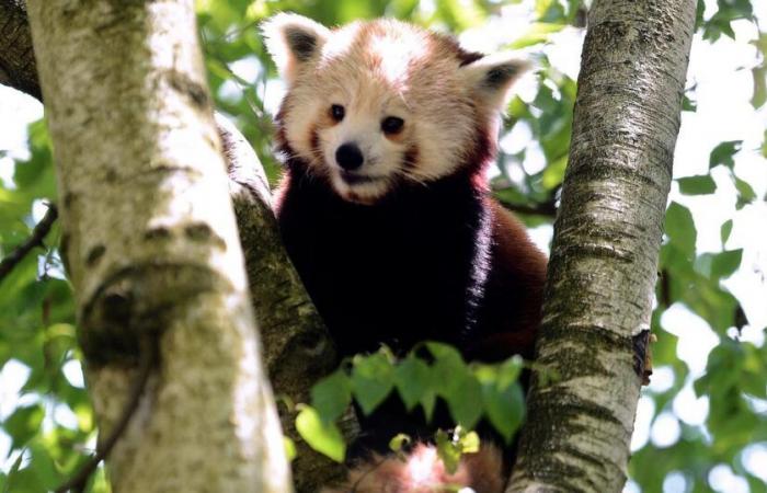 Animalistas se manifiestan frente a la Tête d’Or para exigir el cierre del zoológico