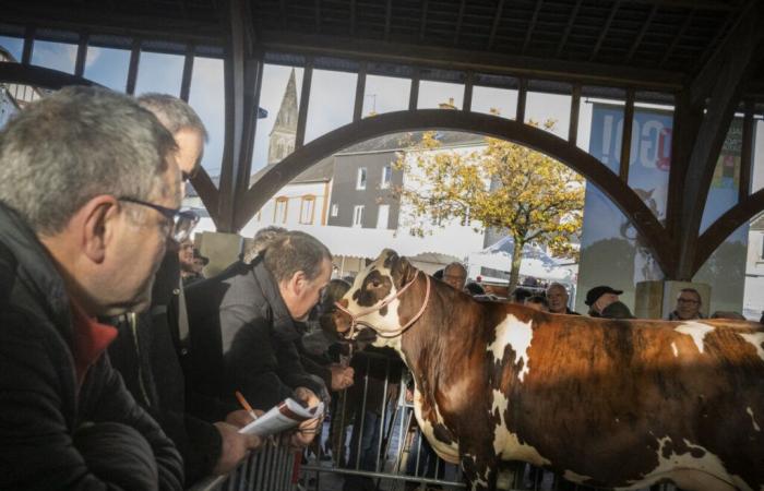 vacas de pura raza en el centro de atención