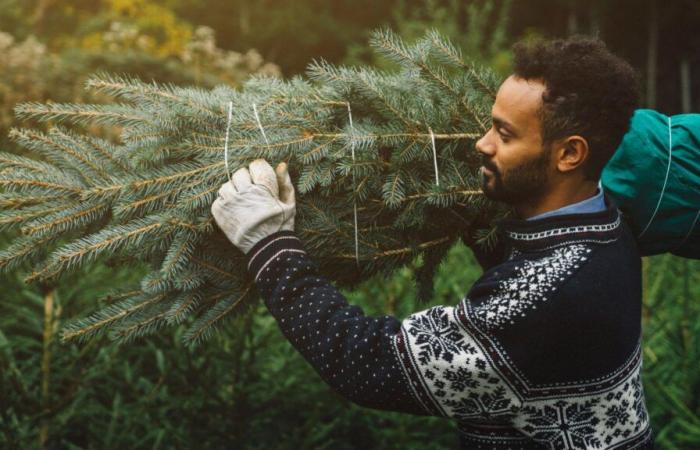 Comprar tu árbol de Navidad con un mes de antelación es posible, pero siguiendo algunos consejos