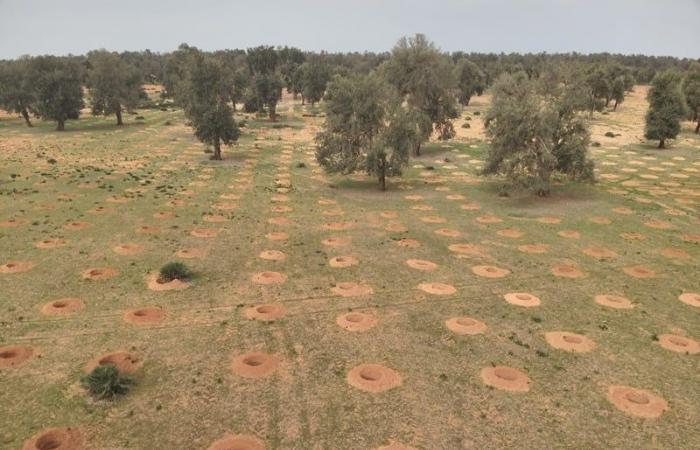 La rehabilitación forestal y la innovación tecnológica en el centro de las prioridades de ANEF