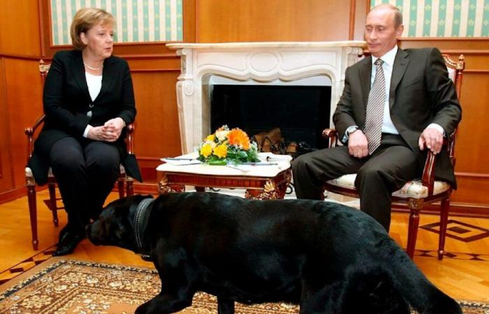 Reunión con perro: Putin se disculpa con Merkel | política