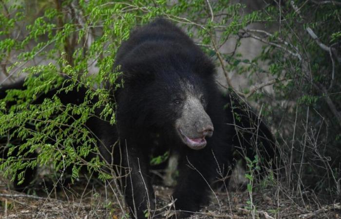 Muerte de un oso tras una violenta pelea en Pairi Daiza: testifica un entrenador