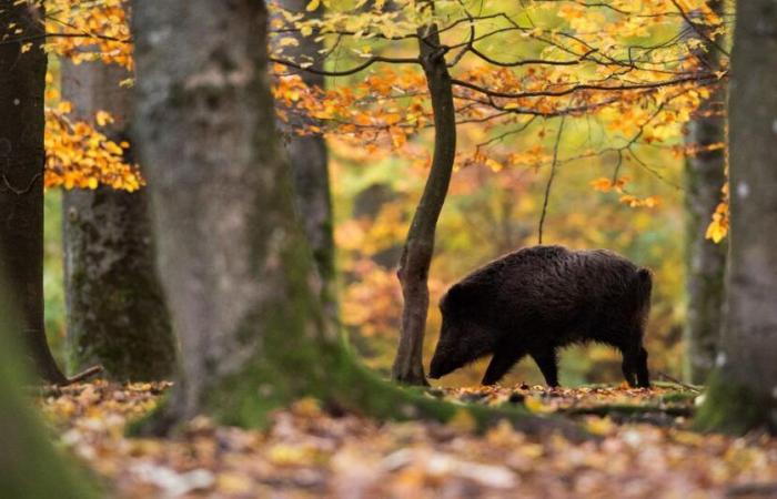 Un cazador asesinado de un disparo durante una caza de jabalí cerca de Echallens (VD) – rts.ch