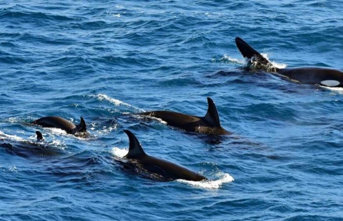 ¿Por qué las orcas nadan con salmones muertos en la cabeza?