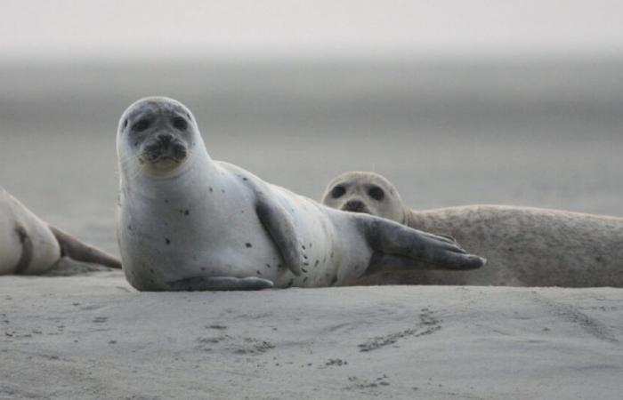 Costas de Armor: una foca encontrada muerta en medio de la carretera: Noticias