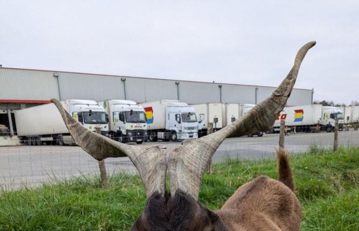 Estas cabras vienen a pastar a esta empresa de Orne y dan alegría a los empleados