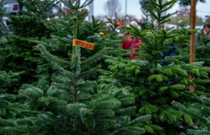 ¿Cuánto gastar en un árbol de Navidad para conseguir una buena oferta?