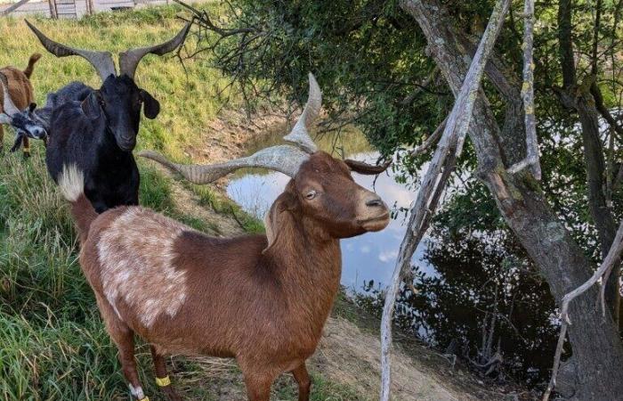 Estas cabras vienen a pastar a esta empresa de Orne y dan alegría a los empleados