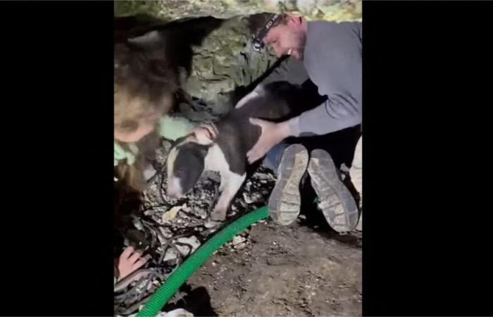 En el corazón de un bosque de Lot y Garona, rescatan a un perro atrapado bajo tierra durante 24 horas