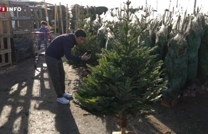 Árbol de Navidad: olor, precio, vida útil… si su corazón se debate entre Nordmann y Spruce, aquí le explicamos cómo elegir