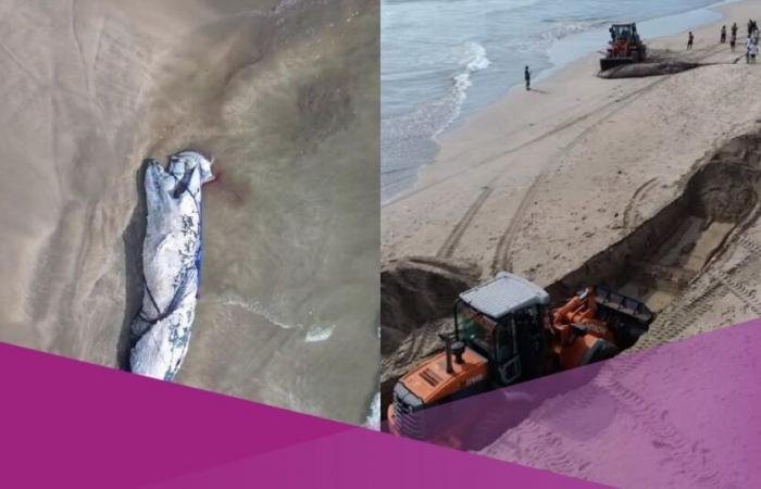 Video viral muestra cadáver de ballena encontrado varado en la playa de Legian, Bali