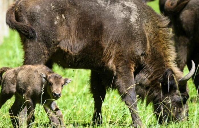 Un bisonte atacado por la lengua azul en la Suiza francófona