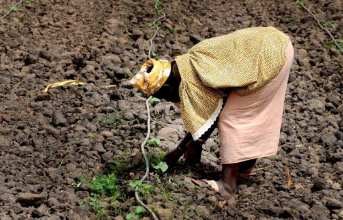 Transición de la agricultura africana: ¿cómo atraer financiación?