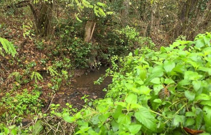 La mitad del cuerpo descubierto ayer, la otra parte encontrada hoy enterrada en el barro