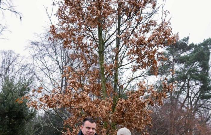 Dos árboles plantados simultáneamente en Tasmania y Dinamarca en honor a la Reina María