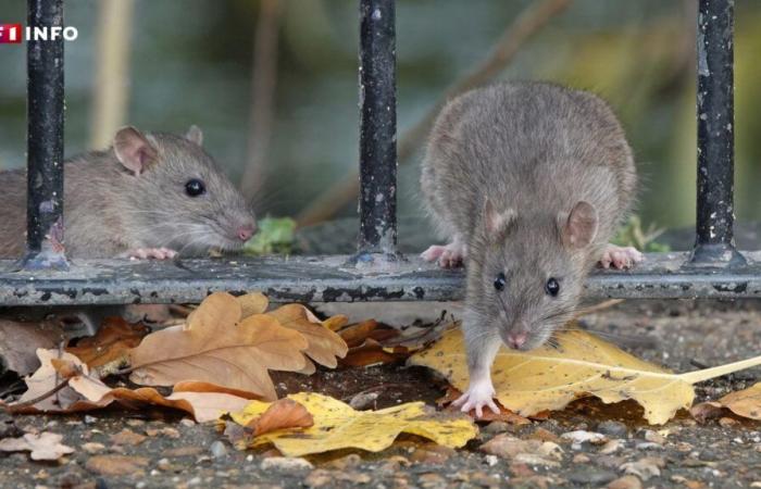 “Realmente hay una explosión”: en toda Francia, la proliferación de roedores está poniendo en alerta a las plagas de roedores