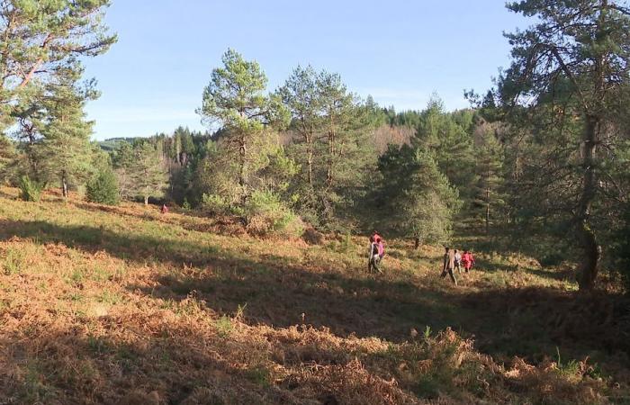 Corta tu propio árbol de Navidad para mantener el paisaje.