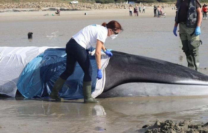 La ballena varada en Finisterre y rescatada por Sea Shepherd “estaba condenada”