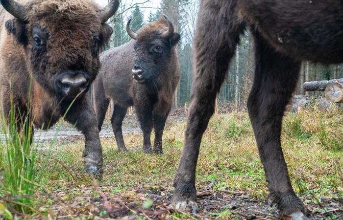 Suchy lamenta la muerte de un bisonte abatido por la Lengua Azul