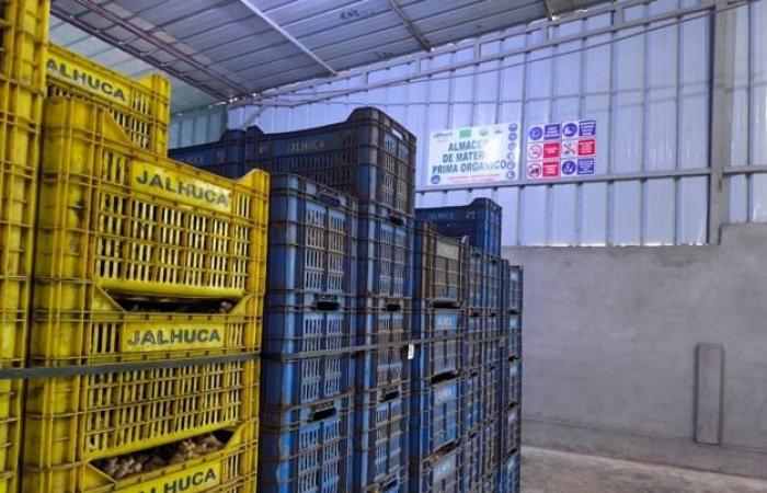 “Los exportadores peruanos de jengibre enfrentan una guerra de precios”