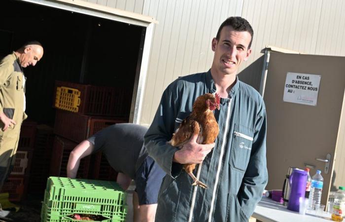 “No irán al matadero”: este criador del Gers ofrece una merecida jubilación a sus gallinas ponedoras