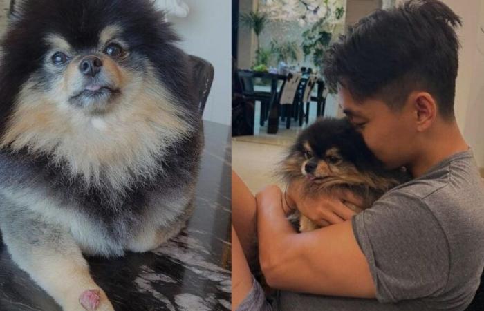 La estrella de BTS V lamenta el fallecimiento de su querida mascota Yeontan