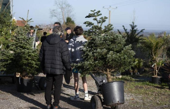 En Estibeaux, el árbol del alquiler echa raíces